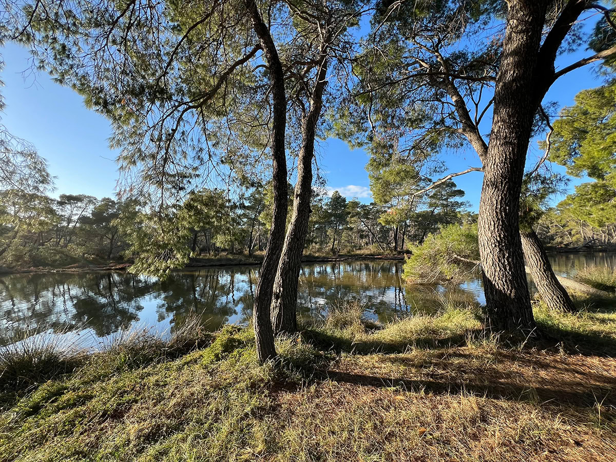Karavasta